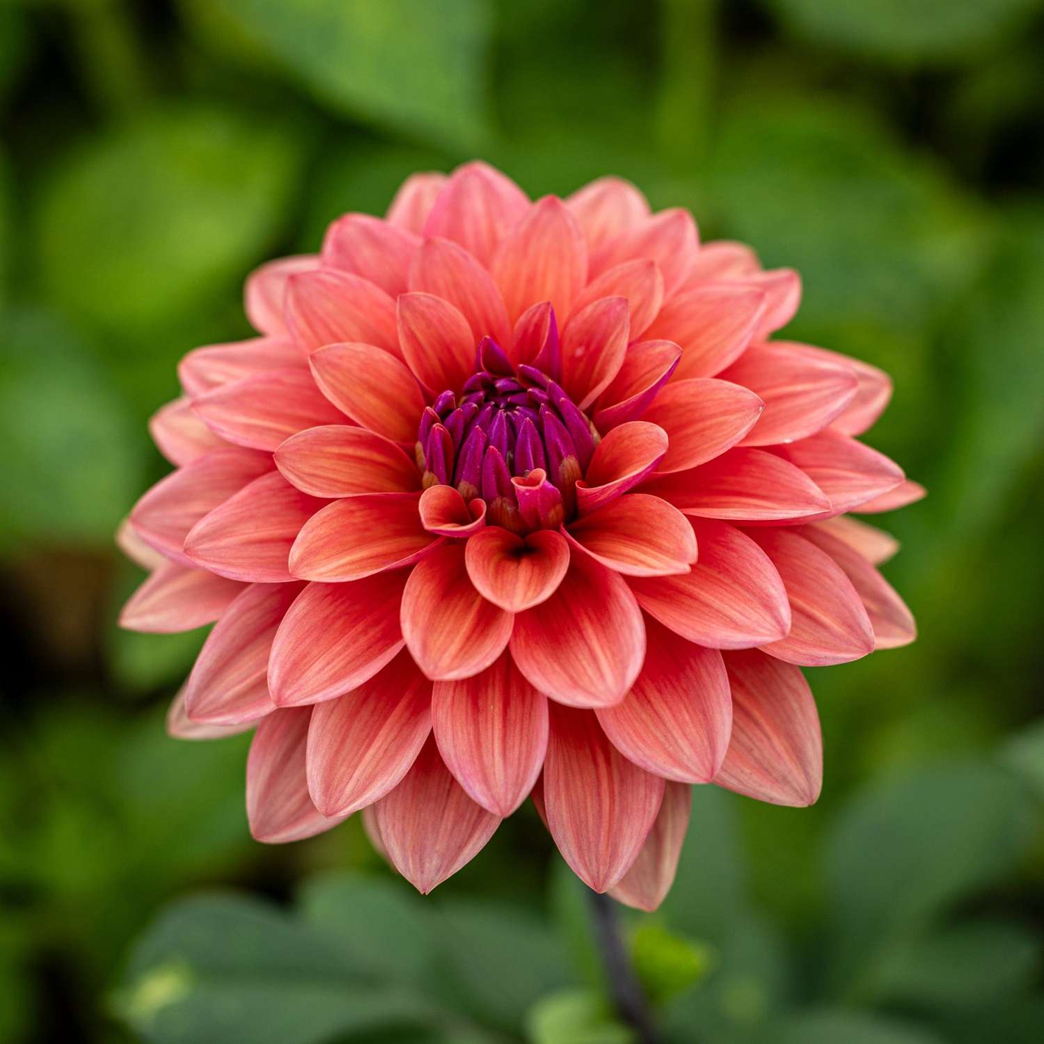 Daalia 'American Dawn'